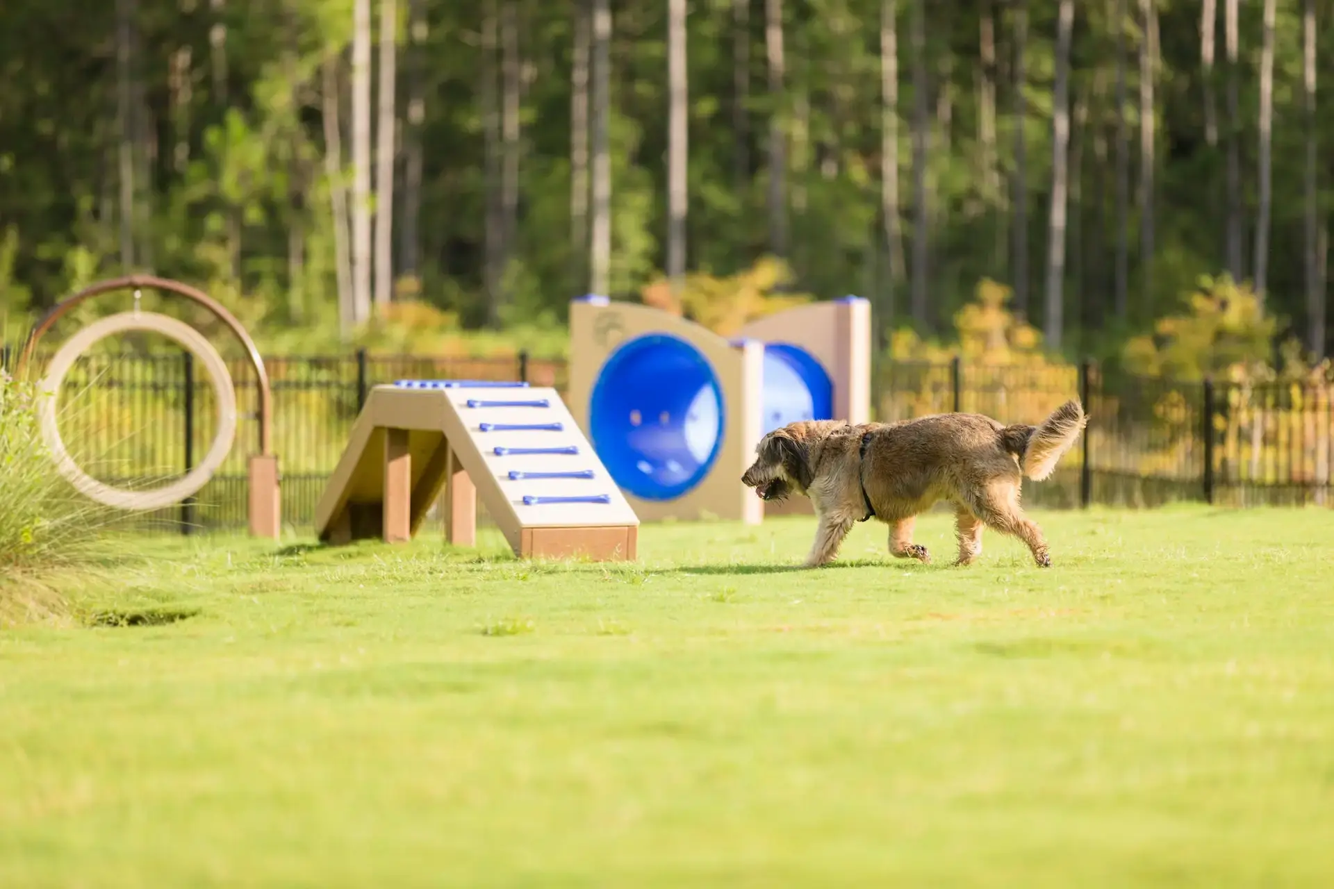 Dog Parks